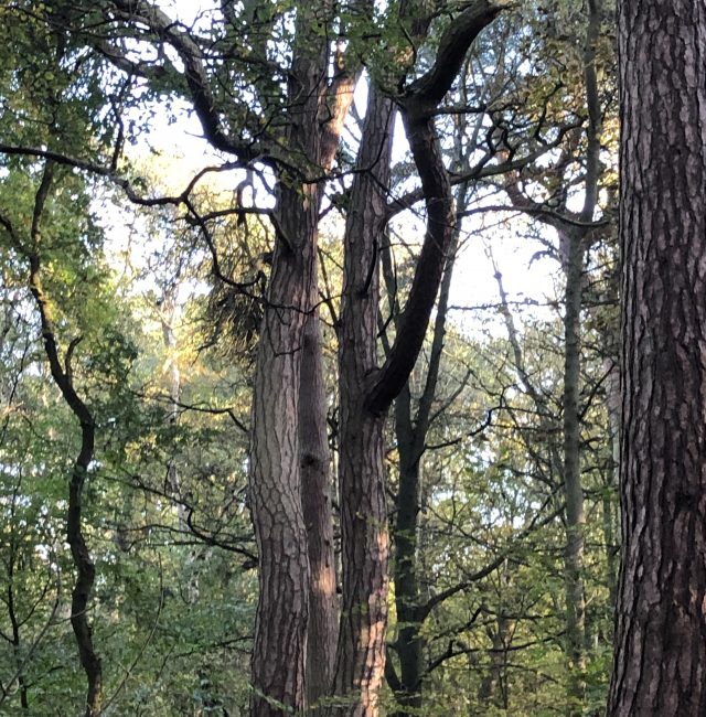 Scots Pine West Moor/Gosforth