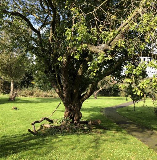 Hepscott Plum