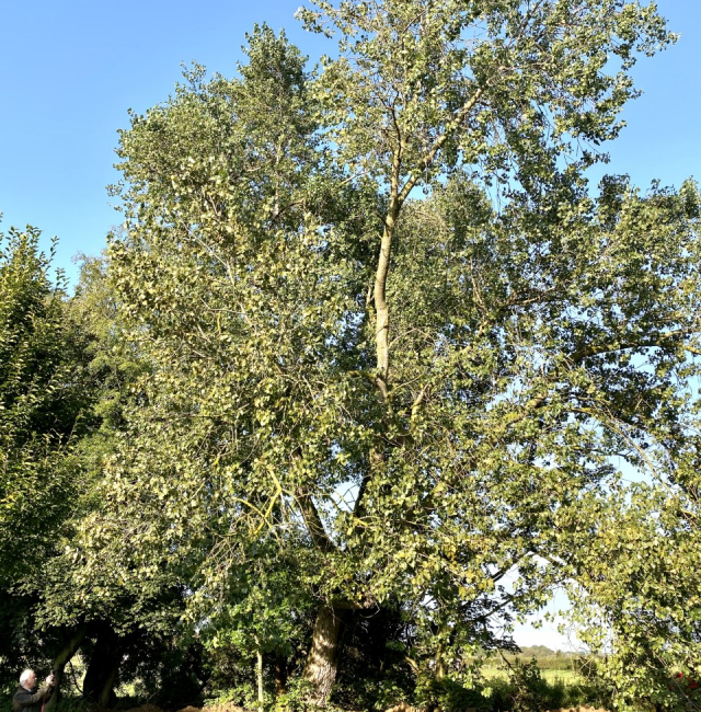 Black Poplar Earsdon St Albans