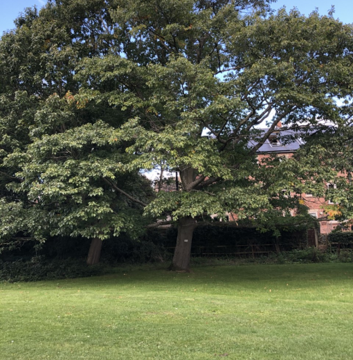 Red Oak at Ponteland Park