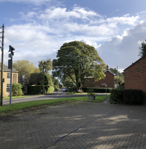 Hepscott Sycamore
