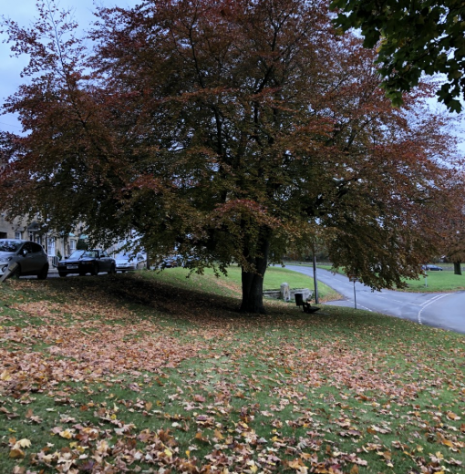 Stanfordham Beech