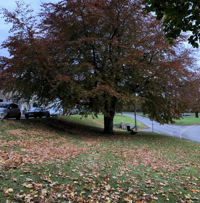 Stanfordham Beech