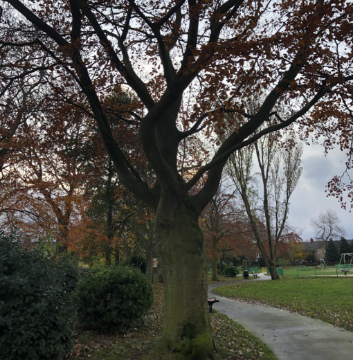 Copper Beech Hirst Park