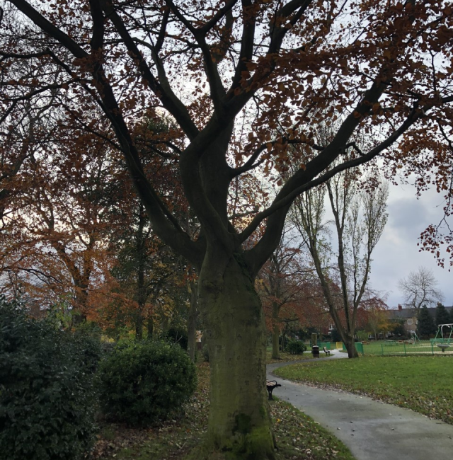 Copper Beech Hirst Park