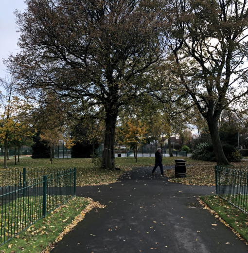 Hirst Park Elm