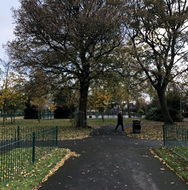 Hirst Park Elm