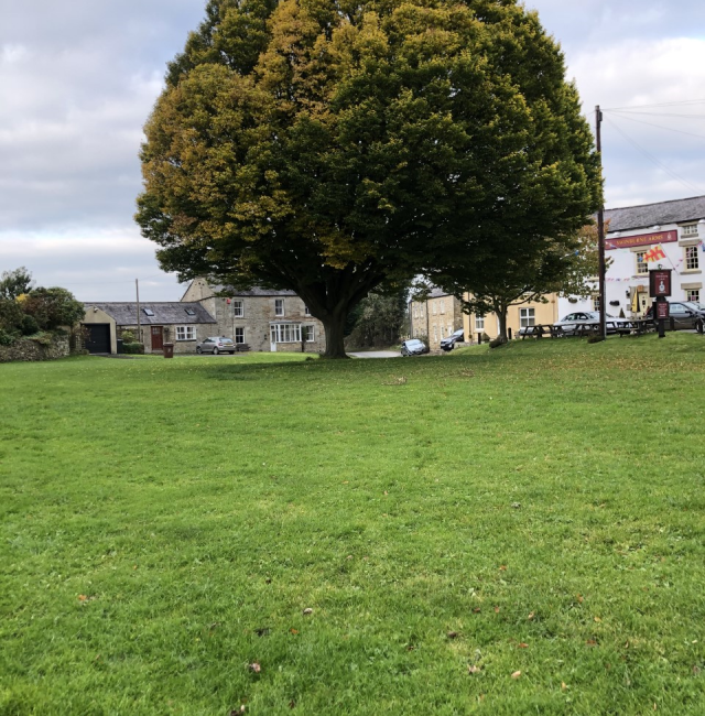 Stanfordham Hornbeam