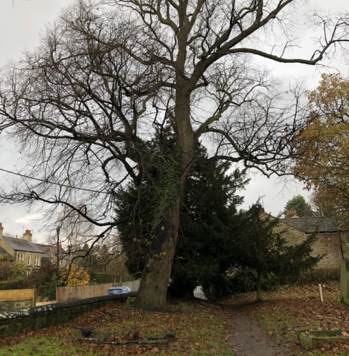Lime Tree St Mary the Virgin Ponteland