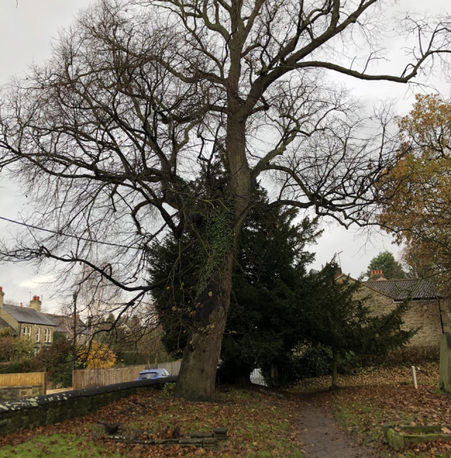Lime Tree St Mary the Virgin Ponteland