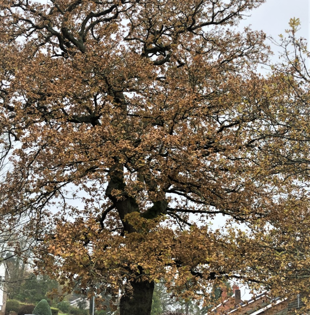 Hexham estate Oak