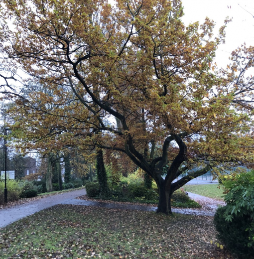 Oak at Leazes Park Newcastle
