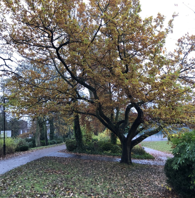 Oak at Leazes Park Newcastle