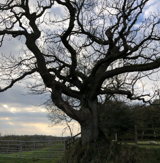 Oak at Mitford