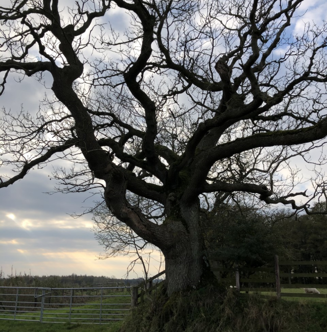 Oak at Mitford