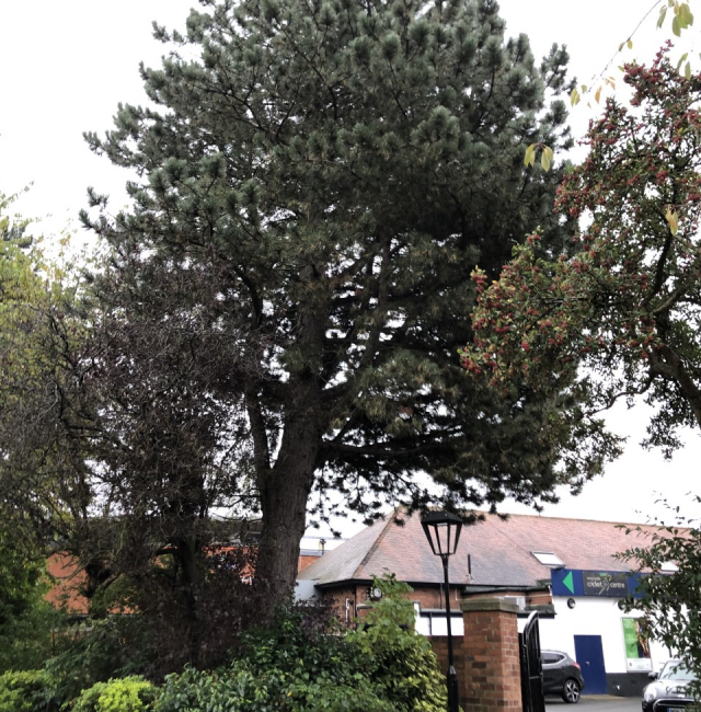 Black Pine Gosforth