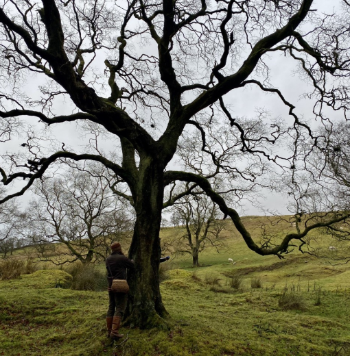Walltown Crag Birch
