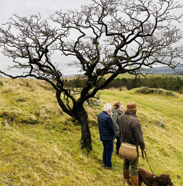 Walltown Cragg Hawthorn