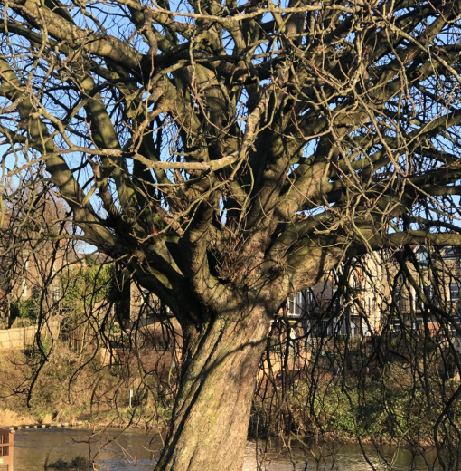Chestnut Rivers Edge Morpeth