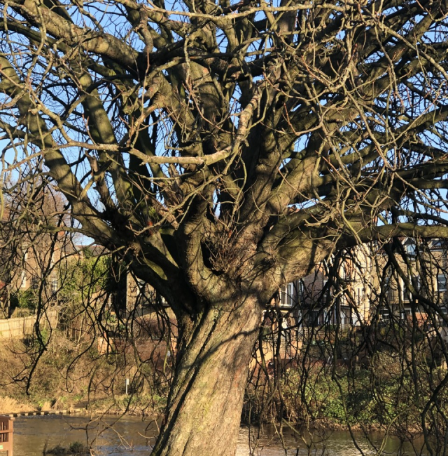 Chestnut Rivers Edge Morpeth