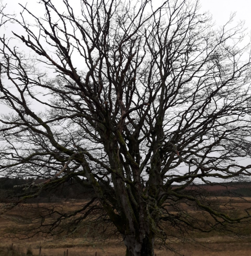 Veteran Beech Rushy Knowe