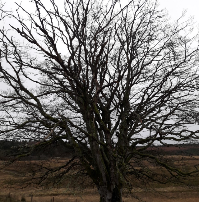 Veteran Beech Rushy Knowe