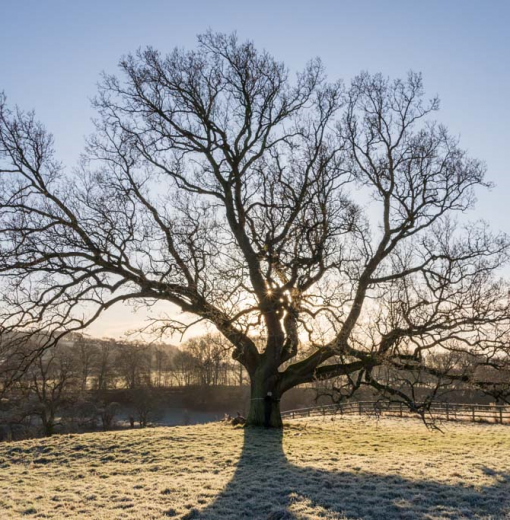 Oak at Chesters Fort