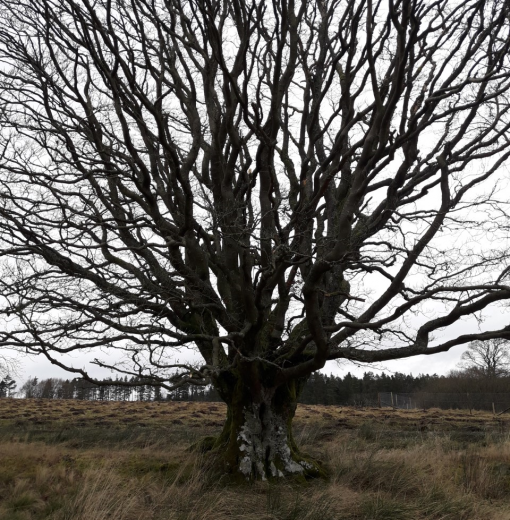 Partner Beech Rushy Knowe