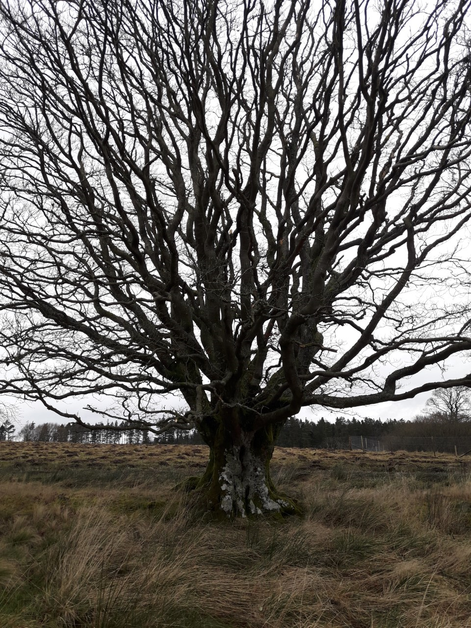 Partner Beech Rushy Knowe