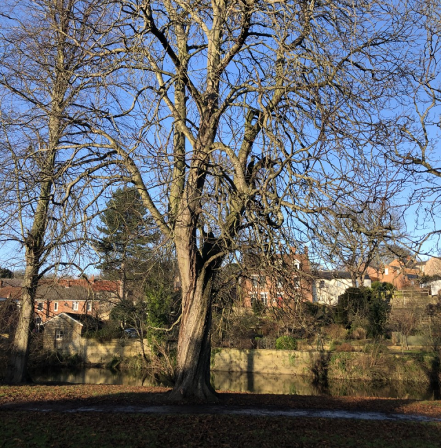 Chestnut upper river Morpeth