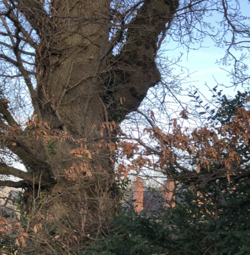 Elvaston Grove Oak Hexham
