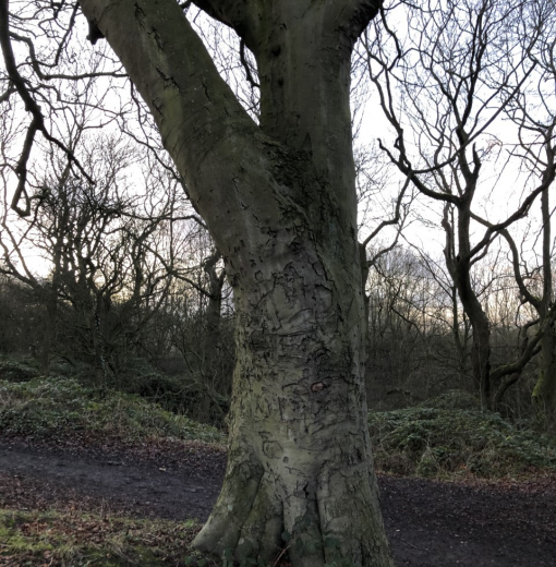 Peoples Beech Tree Hollywell