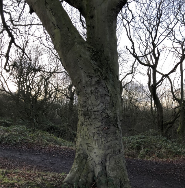 Peoples Beech Tree Hollywell