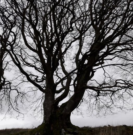 First Ancient Beech Rushy Knowe