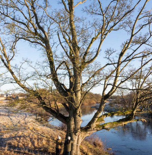 Sycamore at Chesters Fort
