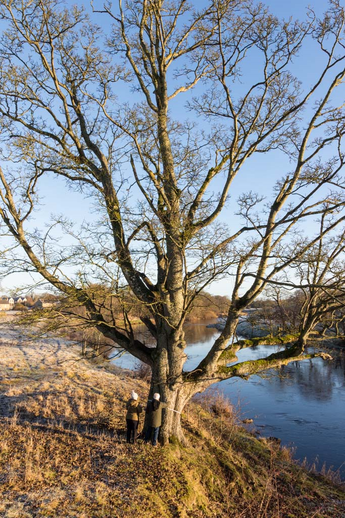 Sycamore at Chesters Fort