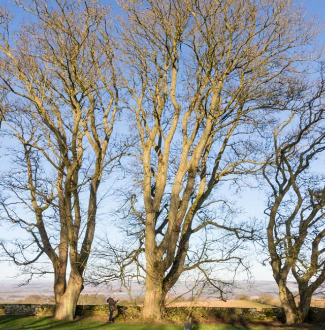 Sycamore St Johns Heavenfield