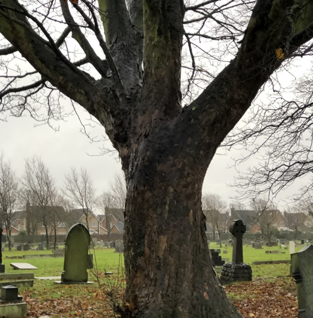 Avenue Sycamore @ St Johns Church Ashington