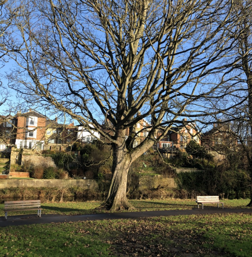 Sycamore at Abbey view Morpeth