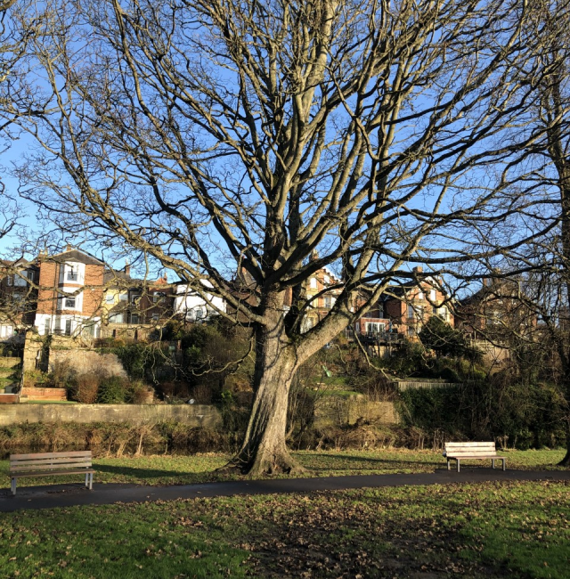 Sycamore at Abbey view Morpeth
