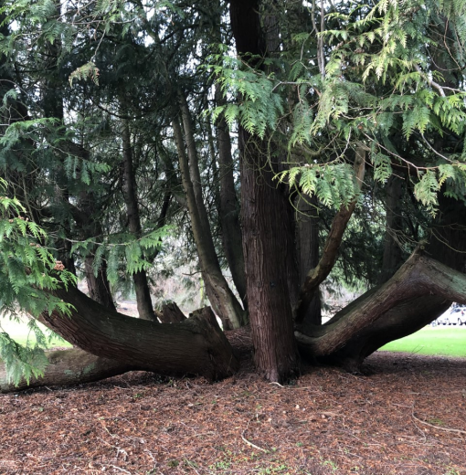 Thuja plicata Hexham Golf Club