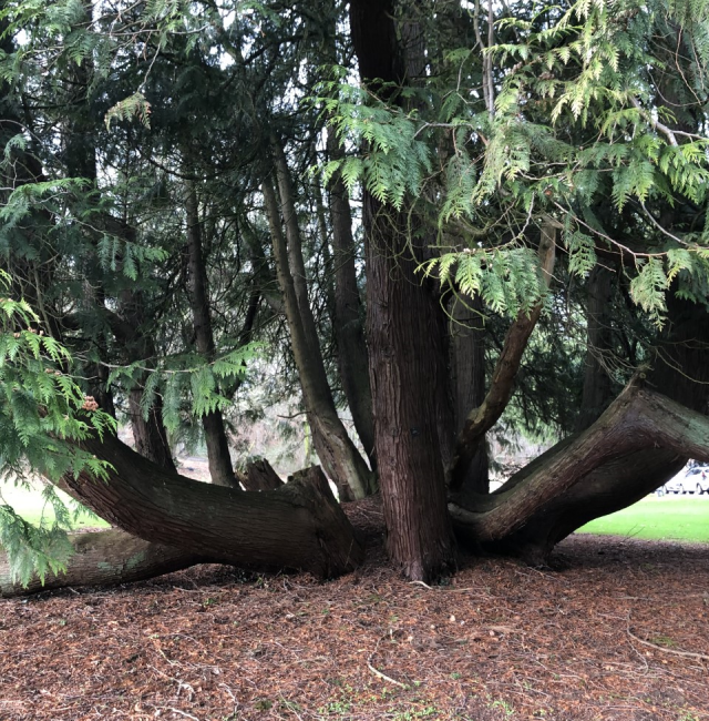 Thuja plicata Hexham Golf Club