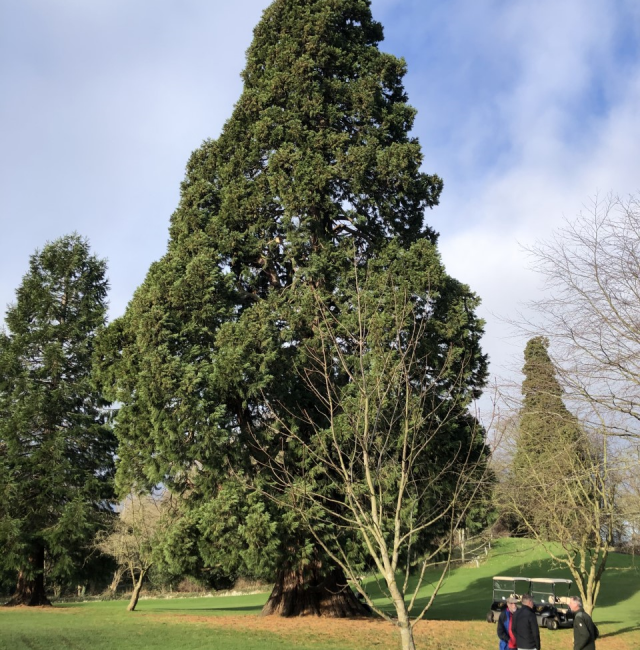 Wellingtonia Hexham Golf Course
