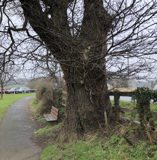 Oak Stocksfield