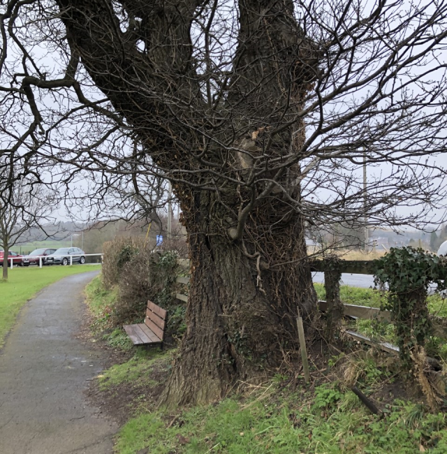 Oak Stocksfield