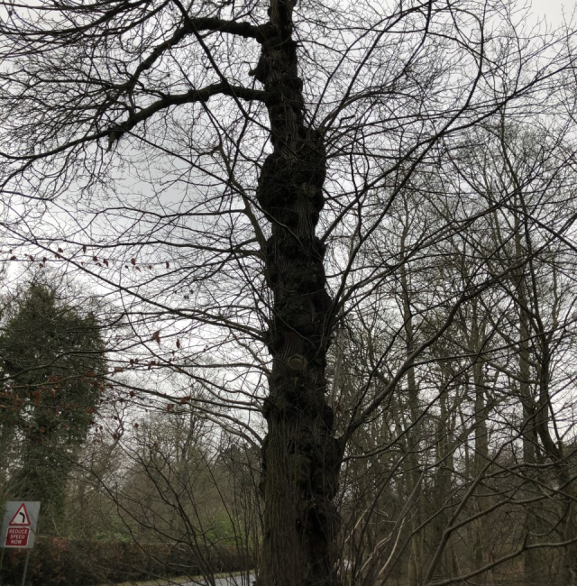 Sweet Chestnut Stocksfield