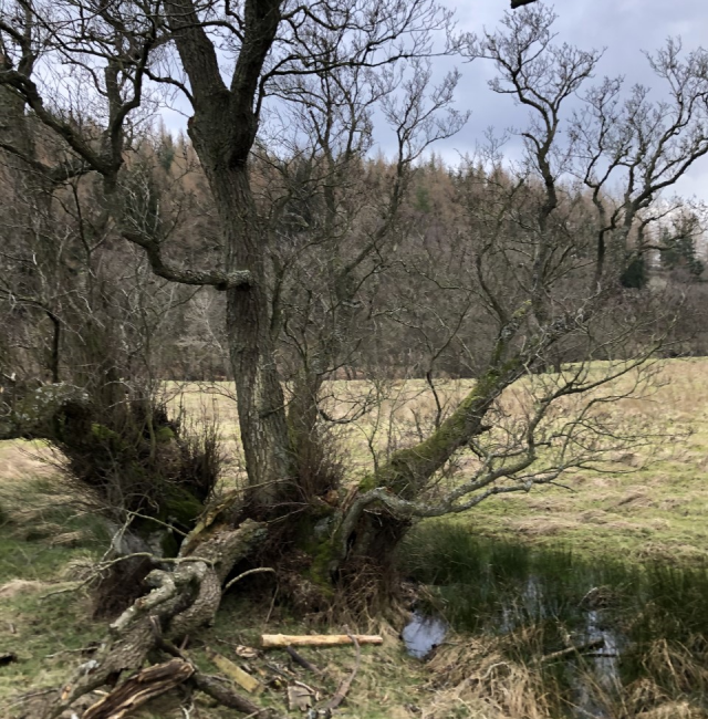 Multi stemmed veteran Alder at Sharperton