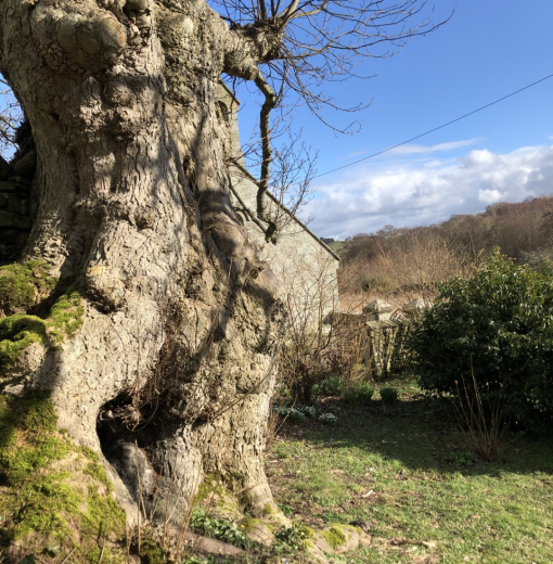 Ancient Sycamore St Mary the Virgin Holystone