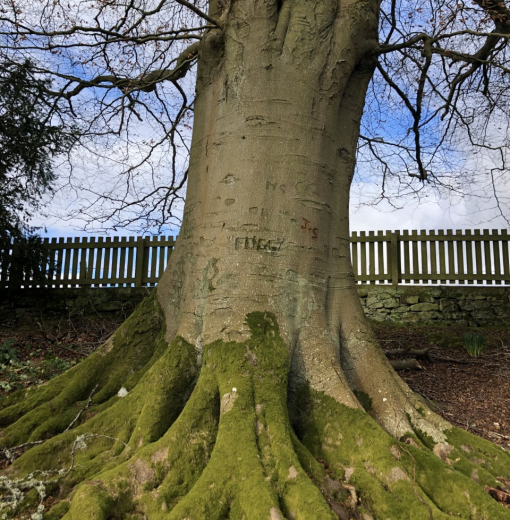 Beech at Ladys Well
