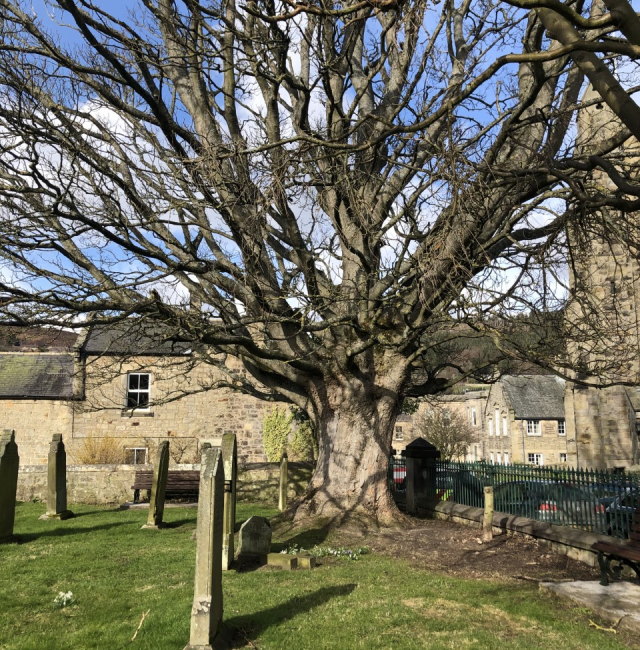 Sycamore at All Saints Rothbury